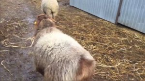 Самая удобная петля для ловли свиней !!