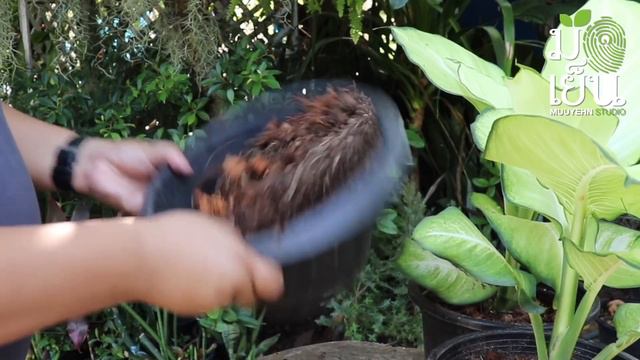 แสงจันทรา เศรษฐีแสงจันทร์ ใบสีสันสดใส สว่างนวล ดุจแสงจันทร์ Dieffenbachia maculata ‘Tropic смотреть онлайн