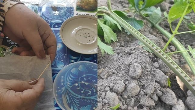 Рано посеем, позже уберем. СЕЛЬДЕРЕЙ корневой и черешковый Пришло время смотреть онлайн