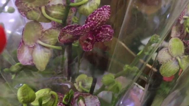 Купила Дикого Кота за 1300 руб и Лиодоро за 650 руб!!!!! Вот оно счастье)))))) смотреть онлайн