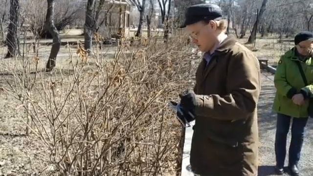 Обрезка и формирование розы ругозы весной. Ефимов Игорь