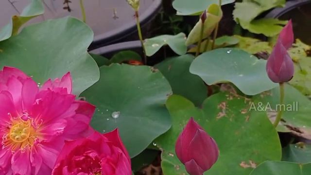 Nelumbo- Lively jewel смотреть онлайн