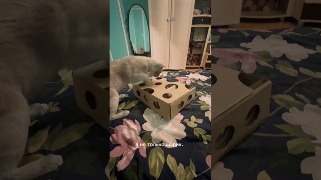 Классная игрушка для котов