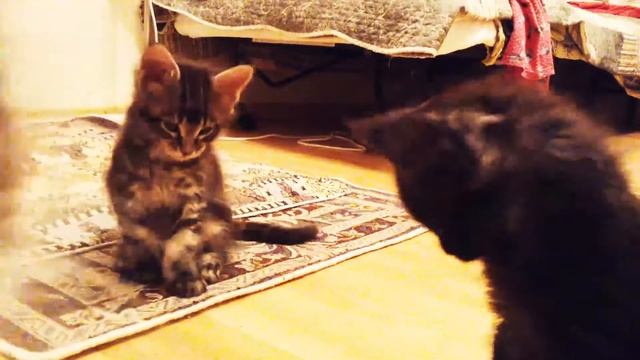 Котята породы мейн кун. 2 месяца смотреть онлайн