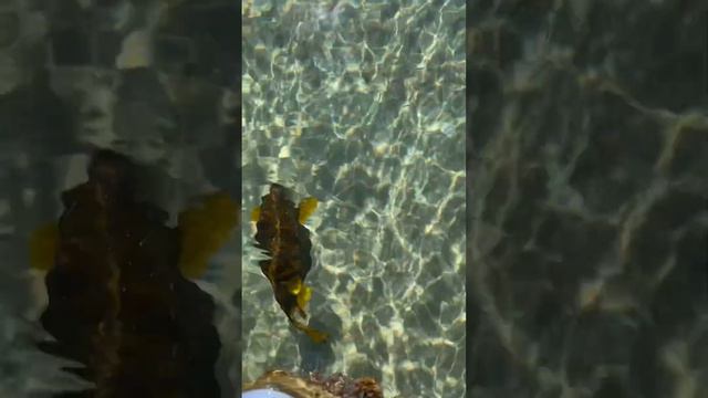 Море) отдых #play #family #отдых #redsea #sea #море #рыбы #fish смотреть онлайн