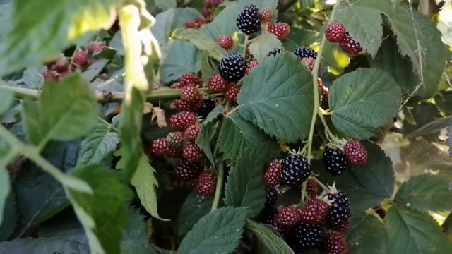 Огромный урожай ежевики. Сорта Тритон Краун и Торнфри. смотреть онлайн