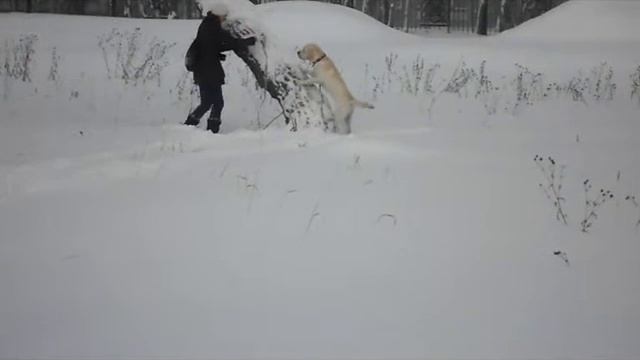 учимся залазить на дерево смотреть онлайн