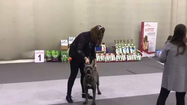 Участие в выставке Артемида с нашими кане корсо! смотреть онлайн