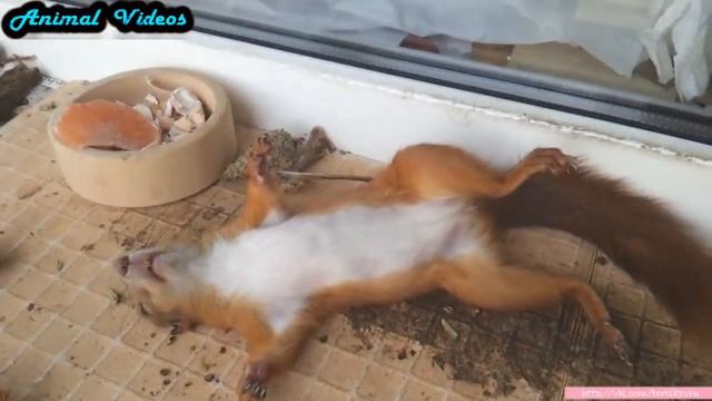 Приколы с животными №84 Белка спит Смешные животные Animal videos смотреть онлайн