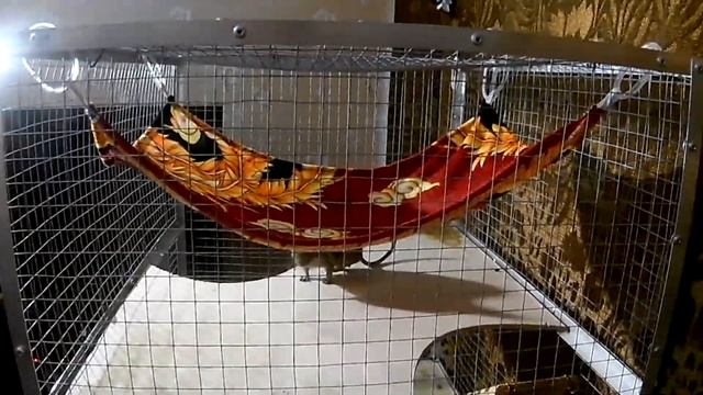 Обзор клетки наших дегу смотреть онлайн