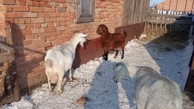 Как кормить козу за 10 дней до родов? Мой опыт подготовки козы к родам! смотреть онлайн