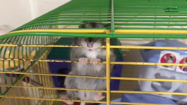 Опять без мяса? Моя Закупка для Пп смотреть онлайн