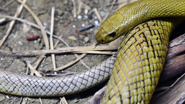 Which are the MOST VENOMOUS SNAKES in the WORLD? смотреть онлайн