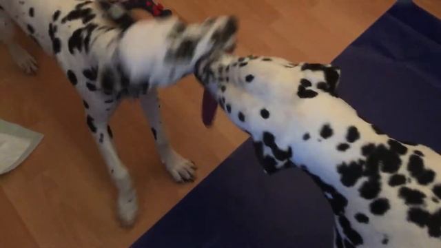 Пирог с мамой. Страшные игры в тигров :) смотреть онлайн