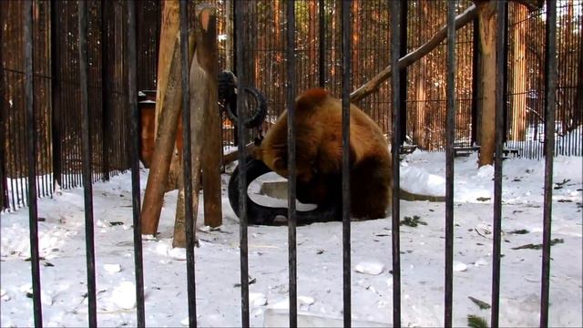 Бурый медвежонок Алтай развлекается (ч.1). 15.02.18г. смотреть онлайн