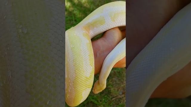 Crazy Albino Ball Python Morph! What do you think it is!? смотреть онлайн