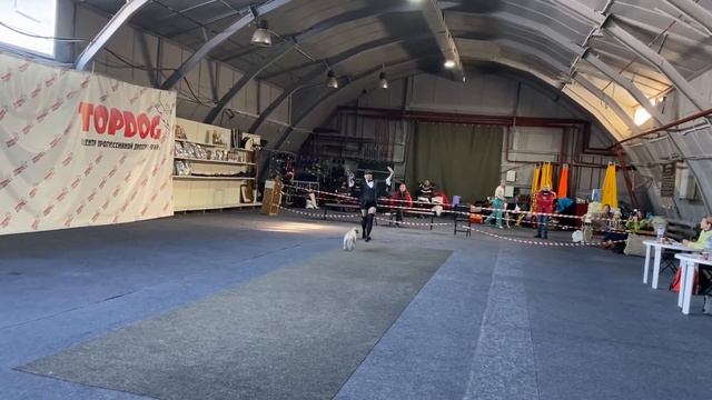 Танцы с собаками. Dog dance. Тимошина Светлана & Тимона Терр. "Танец с тростью" 21.02.2021г. смотреть онлайн