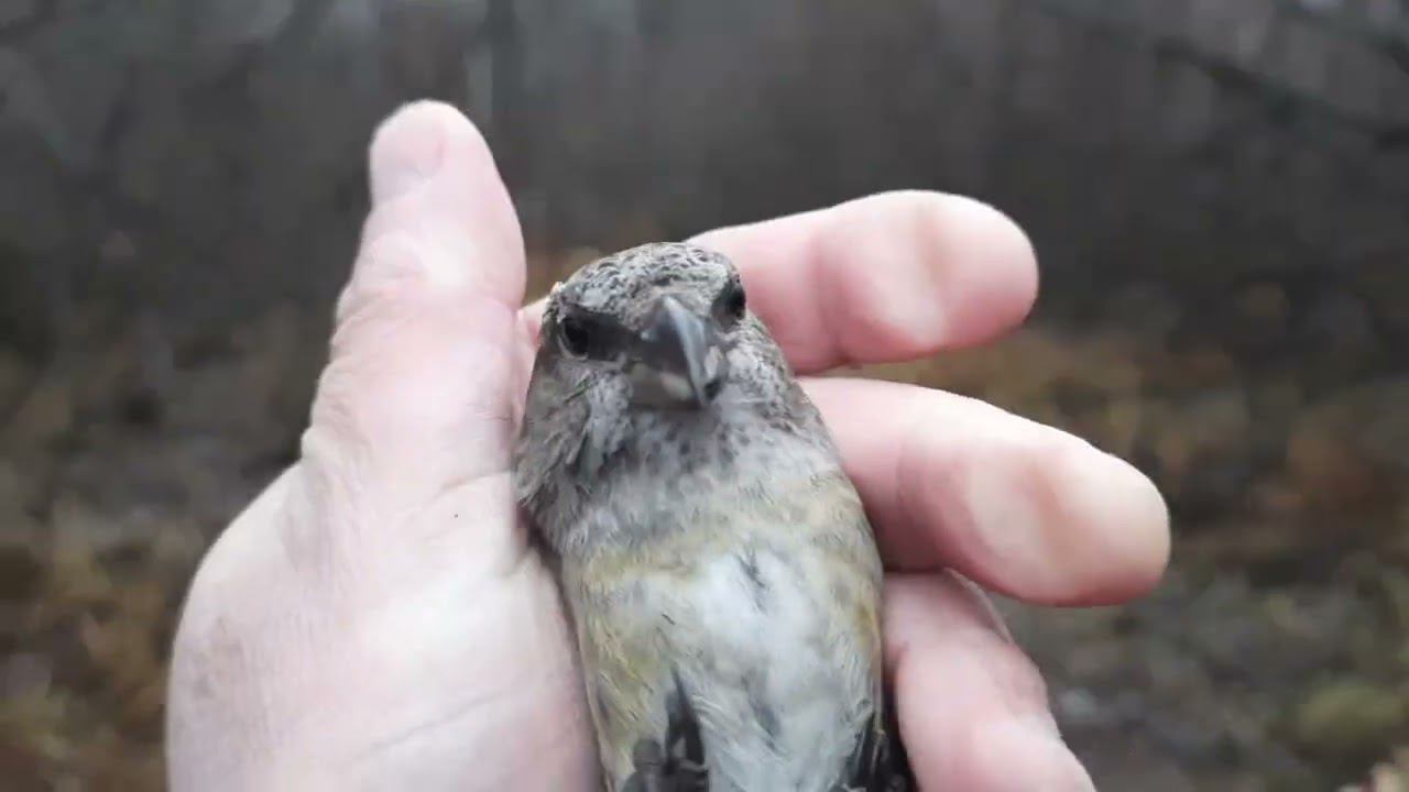 Ловля птиц 13.11.2022 год. смотреть онлайн