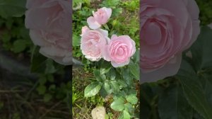 Роза Ханс Гонивейн-первогодка 22г.