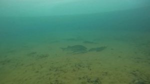 КОРМЛЕНИЕ ОСЕТРА в своем пруду. Часть 1