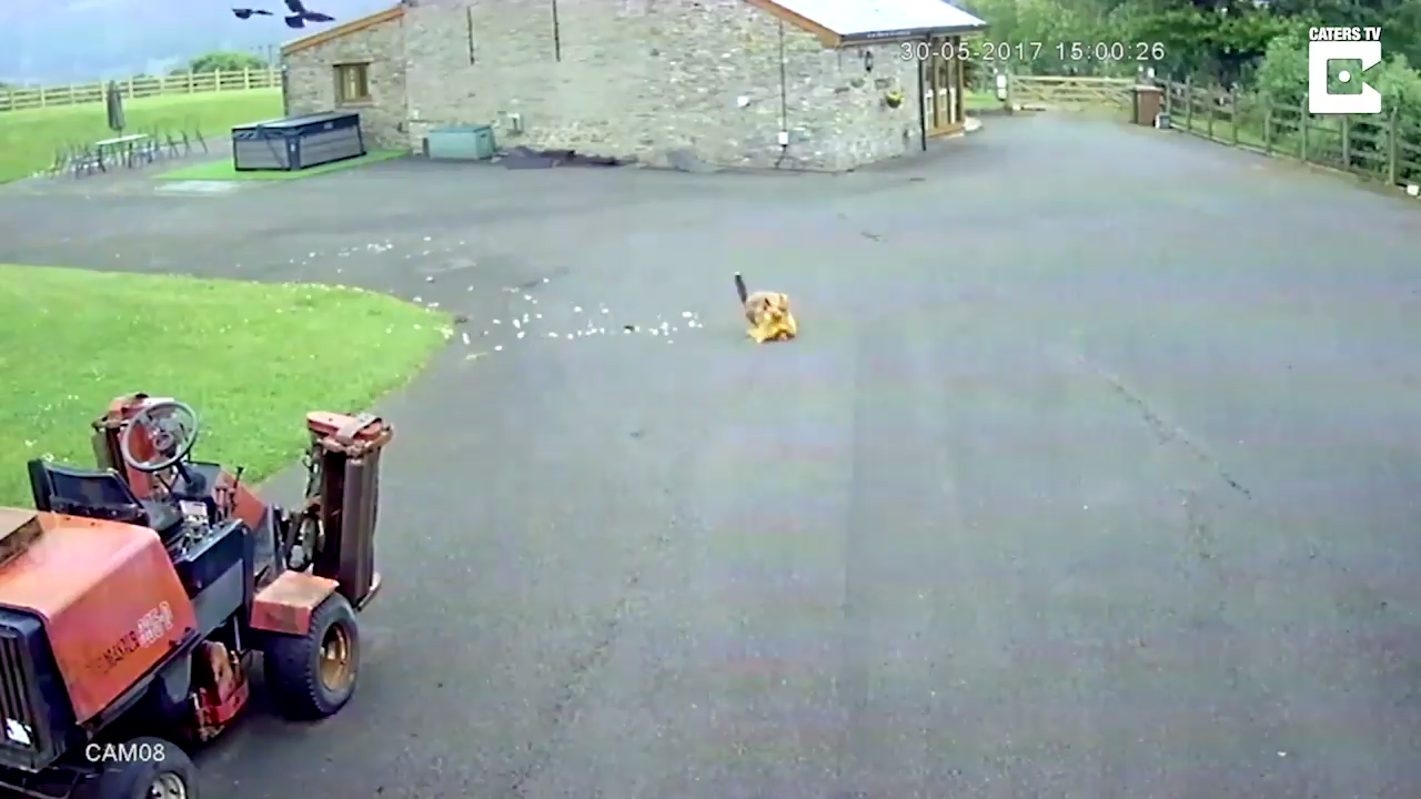 Погоня в стиле шоу Бенни Хила: лиса за курицей, фермер за лисой смотреть онлайн