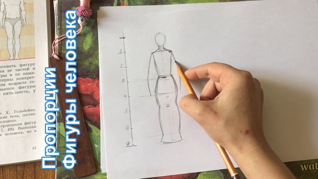 Пропорции фигуры человека. The proportions of a human figure. смотреть онлайн