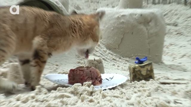 Sand Cat Birthday Party! смотреть онлайн