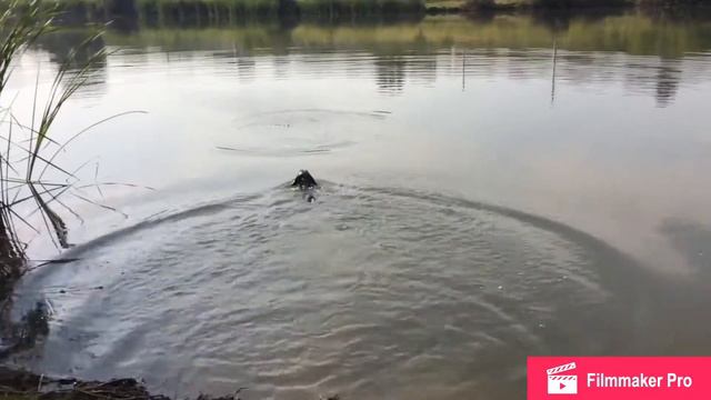 Такса купается в пруду | Такса плавает в воде | Sausage dog swimming in the river смотреть онлайн