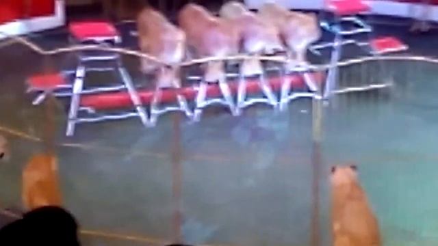 На арене цирка смотреть онлайн