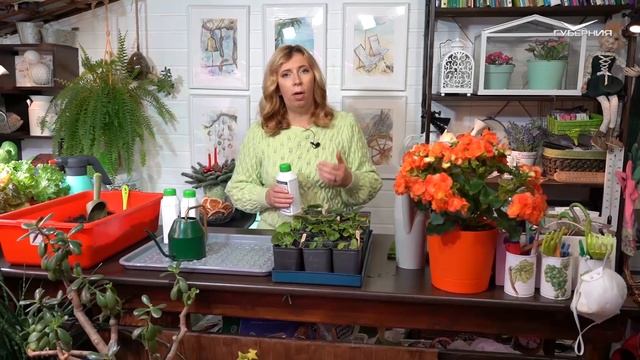 Сажаем мини-орхидеи. Дачные сезоны смотреть онлайн