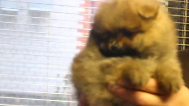 Шпиц.Померанский шпиц.Щенки смотреть онлайн