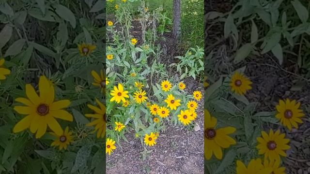 (Rudbeckia hirta) black eyed susan смотреть онлайн