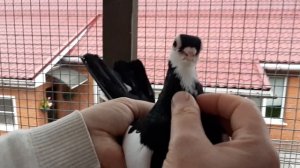 Чернопегие турманы