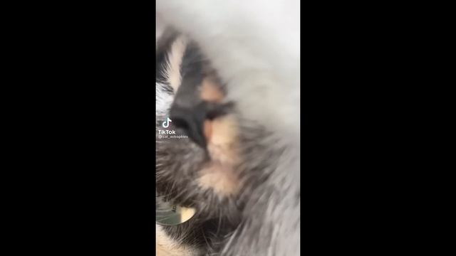 BEST CAT MEMES COMPILATION OF 2022 PART 2