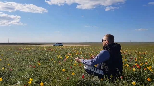 Разноцветные тюльпаны Калмыкии смотреть онлайн