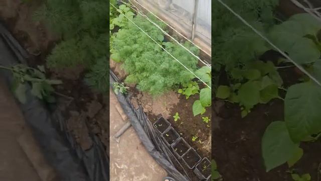 1 мая подмосковье . теплица . срез. всем приятного просмотра :) смотреть онлайн