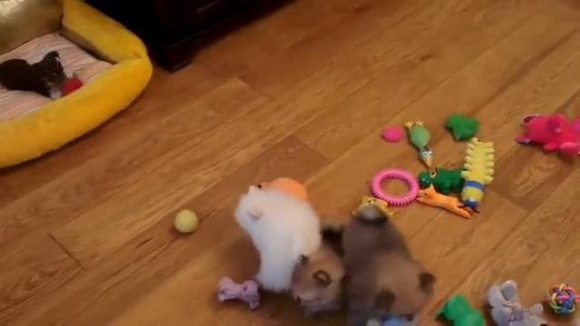 Spitz. Щенки шпица играют. Возраст 6 недель.