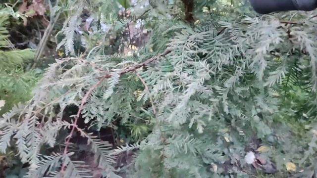 Листопадные хвойные в осеннем прикиде (все, кроме гинкго) смотреть онлайн