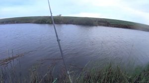 Ловим амура на камыш!!! Камыш приманка №1 на амура