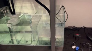 Обзор аквариума с нижним сампом. Аквариум 150*60*60. Самп 80*40*40.