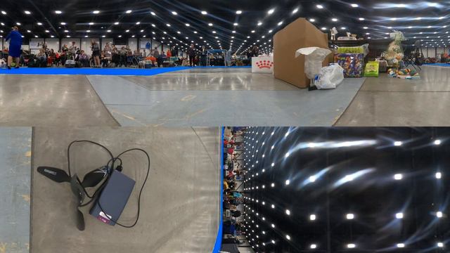 XVI Национальная монопородная выставка папийонов и фаленов CaCib 14 12 2019 часть 7 смотреть онлайн