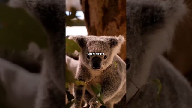 Как живут коалы #животные #австралия #факты #коала #природа смотреть онлайн