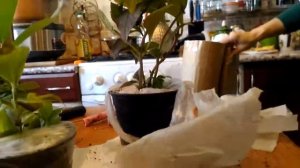 Гортензия крупнолистная от Галины Гуськовой(2)