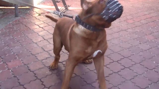 Охрана Питомник бордоских догов «Perle de France» http://perl.petsinform.com/ смотреть онлайн