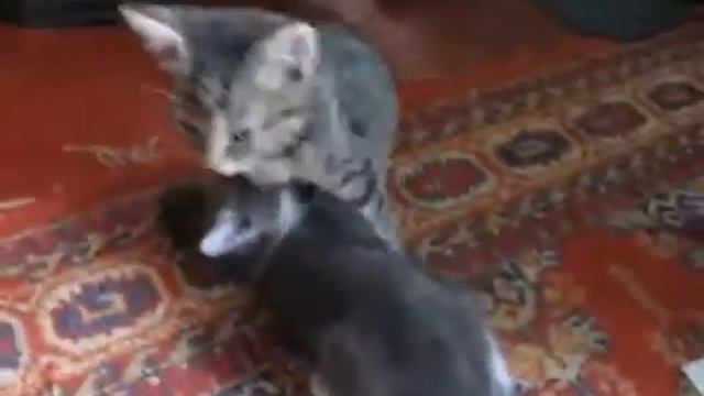 Котята играют в дочки матери смотреть онлайн