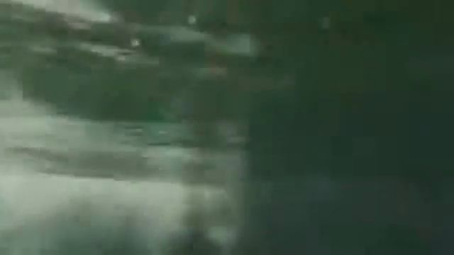 Собака дайвер ныряет на 4 метра под воду без акваланга... смотреть онлайн