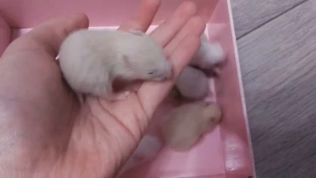 Маленькие сирийские хомячки !!!!💜💛💚💙❤💖 смотреть онлайн