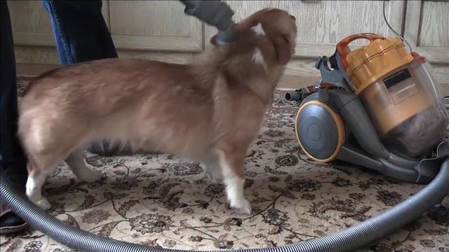 Пылесосим Вельш Корги