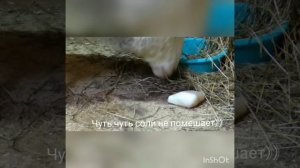 Подготовка к окоту. Окот овец. Роды и как это происходит.