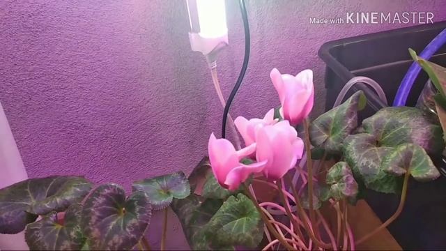 Цикламен с запахом! Неожиданный сюрприз!????️ смотреть онлайн